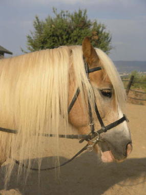 Haffi